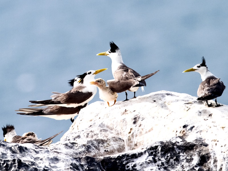 Birds of South East Asia