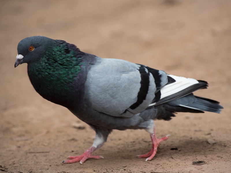 Birds of South East Asia