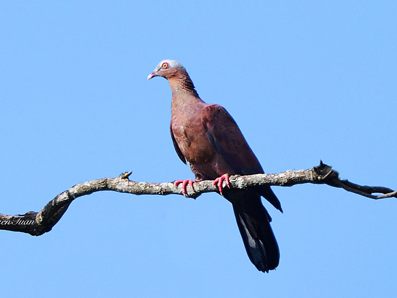 Birds of South East Asia