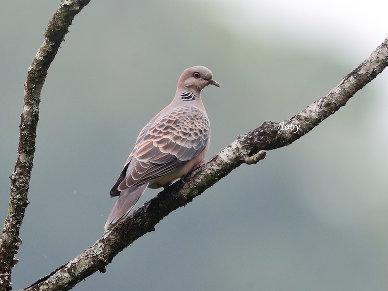 Birds of South East Asia