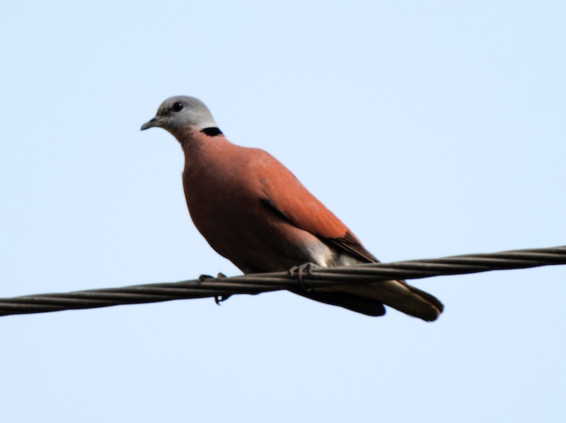 Birds of South East Asia