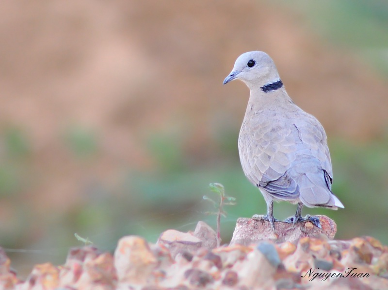 Birds of South East Asia