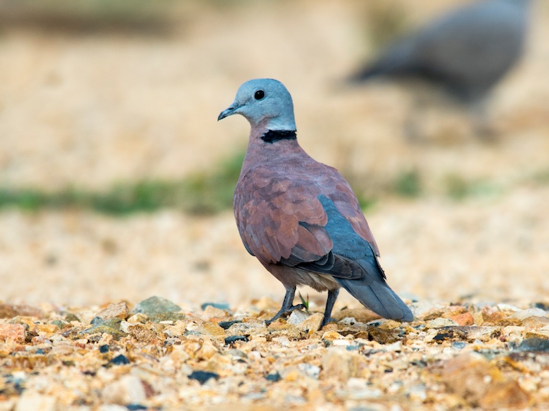 Streptopelia tranquebarica