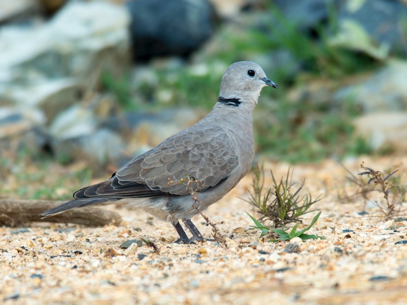 Birds of South East Asia