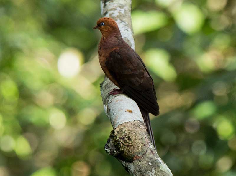 Birds of South East Asia