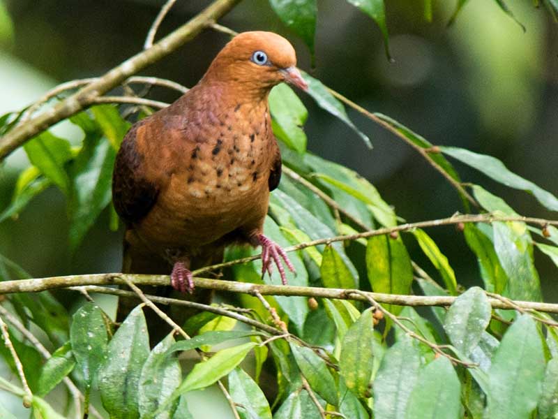 Birds of South East Asia