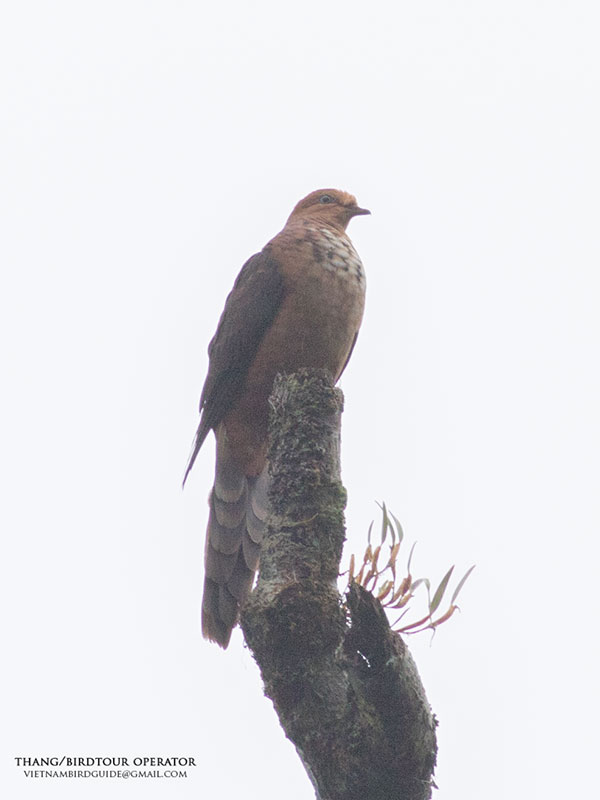 Birds of South East Asia