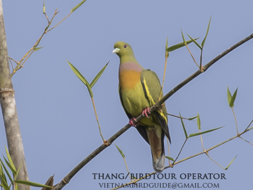 Birds of South East Asia