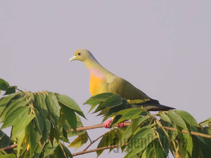 Birds of South East Asia