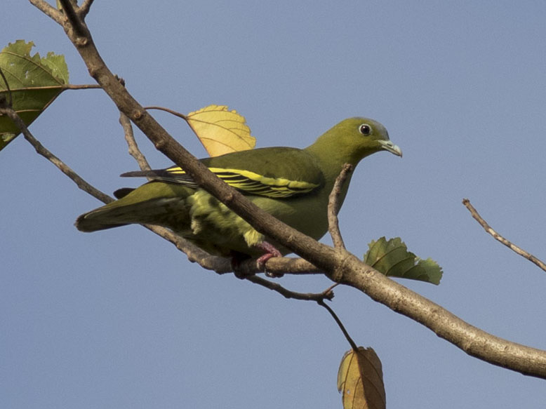 Birds of South East Asia