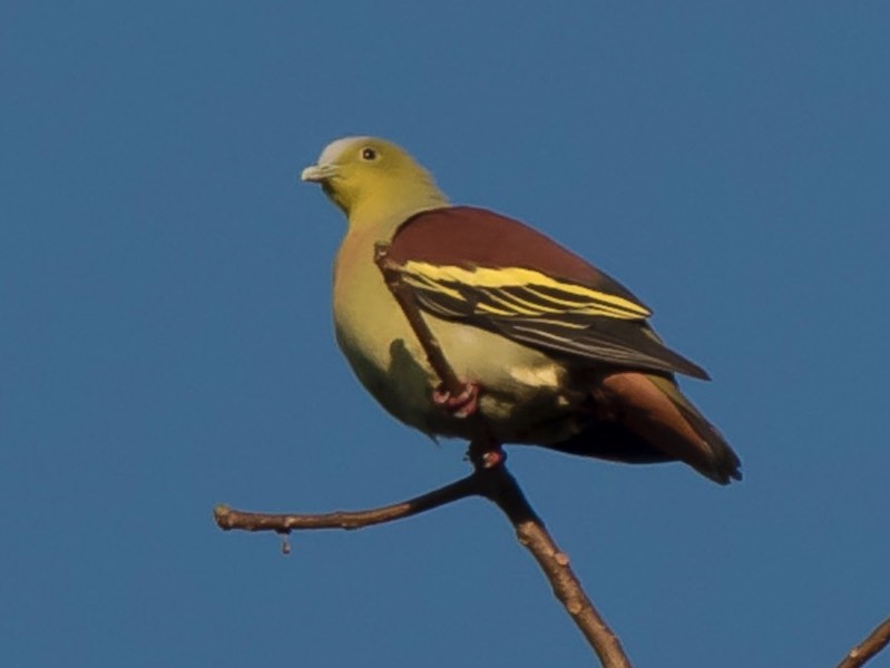 Birds of South East Asia