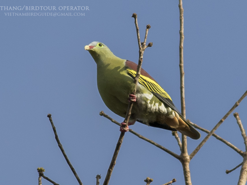 Birds of South East Asia