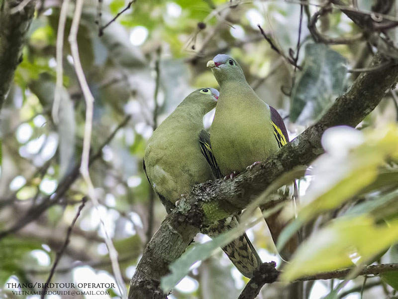 Birds of South East Asia