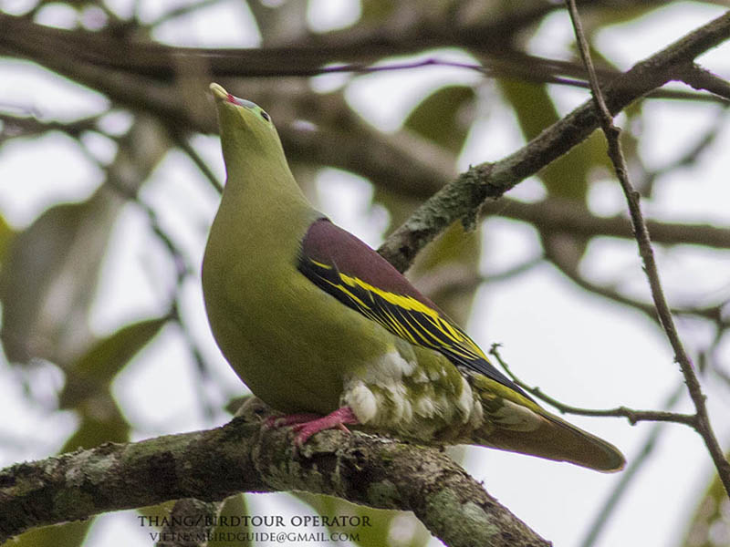Birds of South East Asia