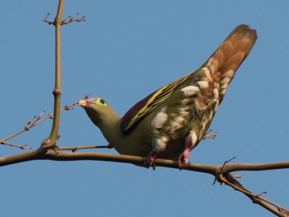 Birds of South East Asia