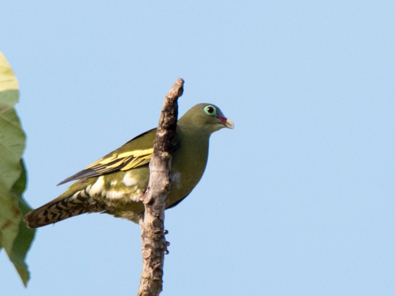 Birds of South East Asia