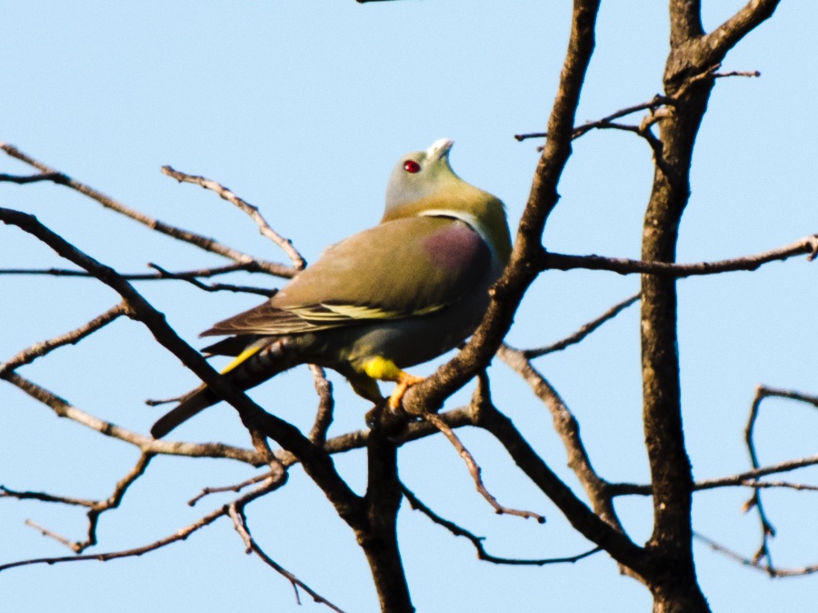 Birds of South East Asia