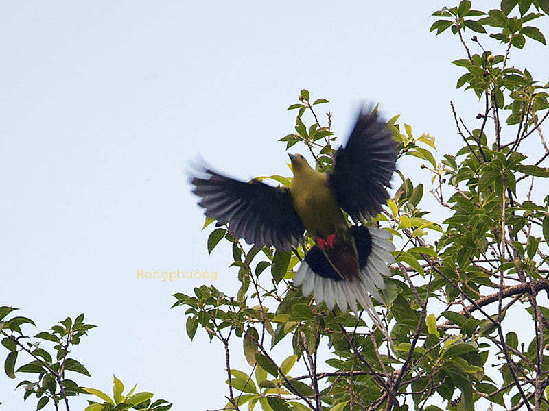 Birds of South East Asia
