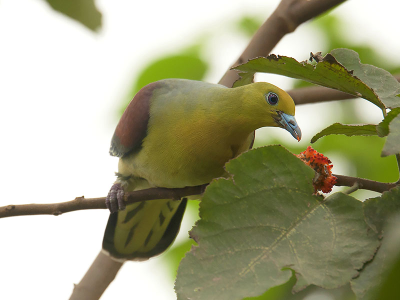 Birds of South East Asia