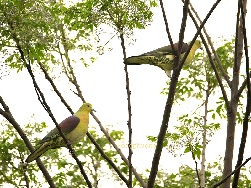 Birds of South East Asia