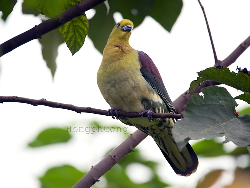 Birds of South East Asia