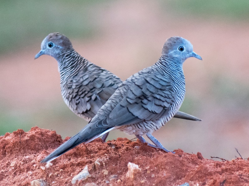 Birds of South East Asia