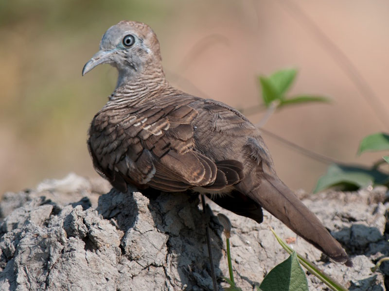 Birds of South East Asia