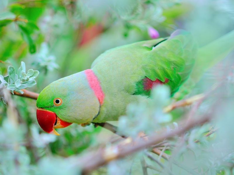 Birds of South East Asia