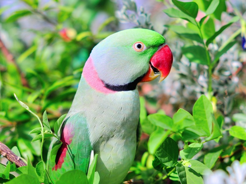 Birds of South East Asia