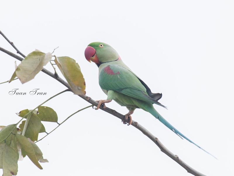 Birds of South East Asia