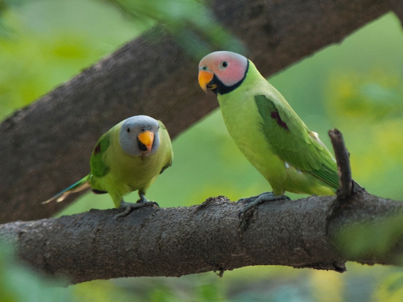 Birds of South East Asia