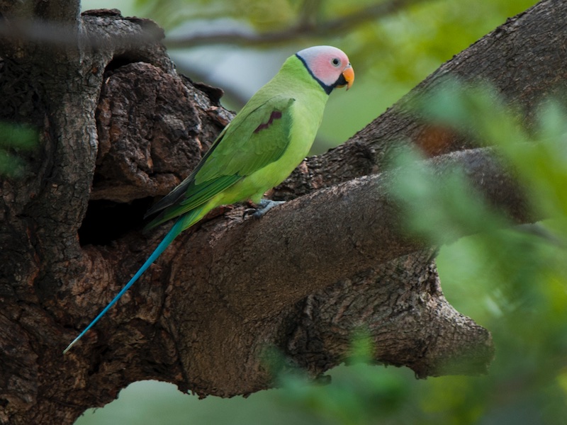 Birds of South East Asia