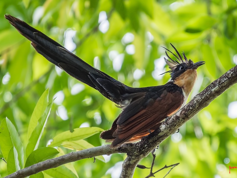 Birds of South East Asia
