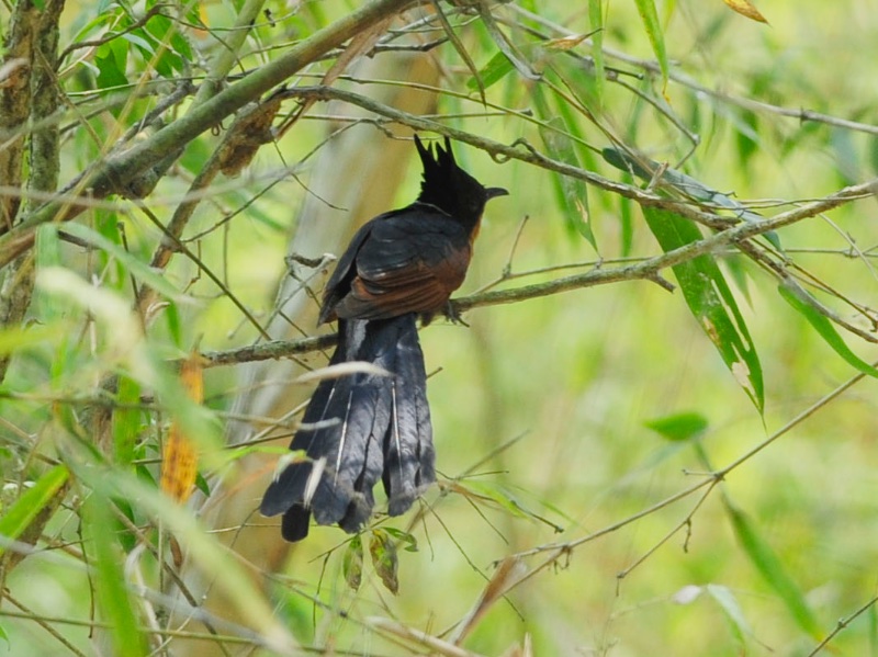 Birds of South East Asia