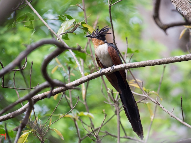 Birds of South East Asia
