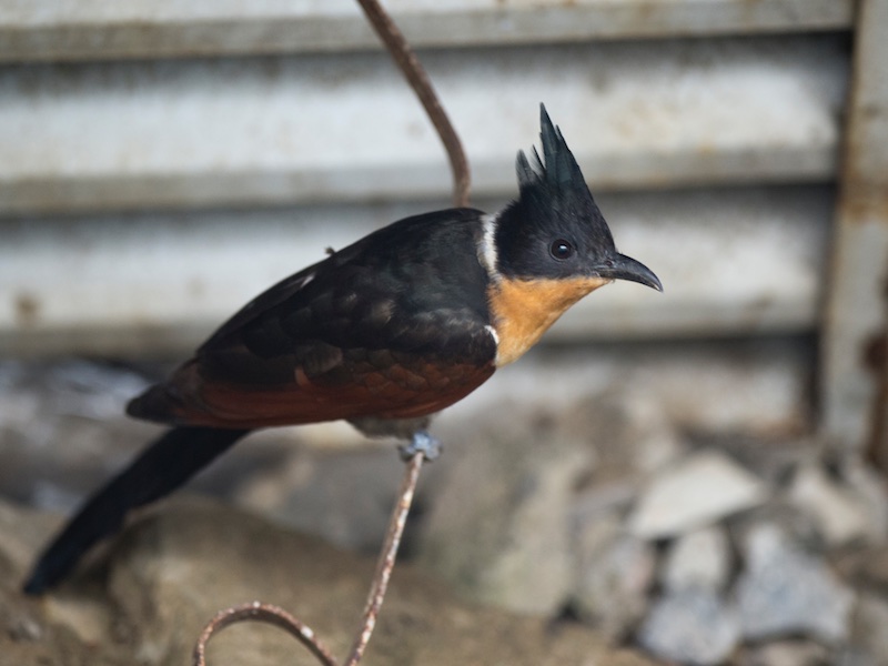 Birds of South East Asia