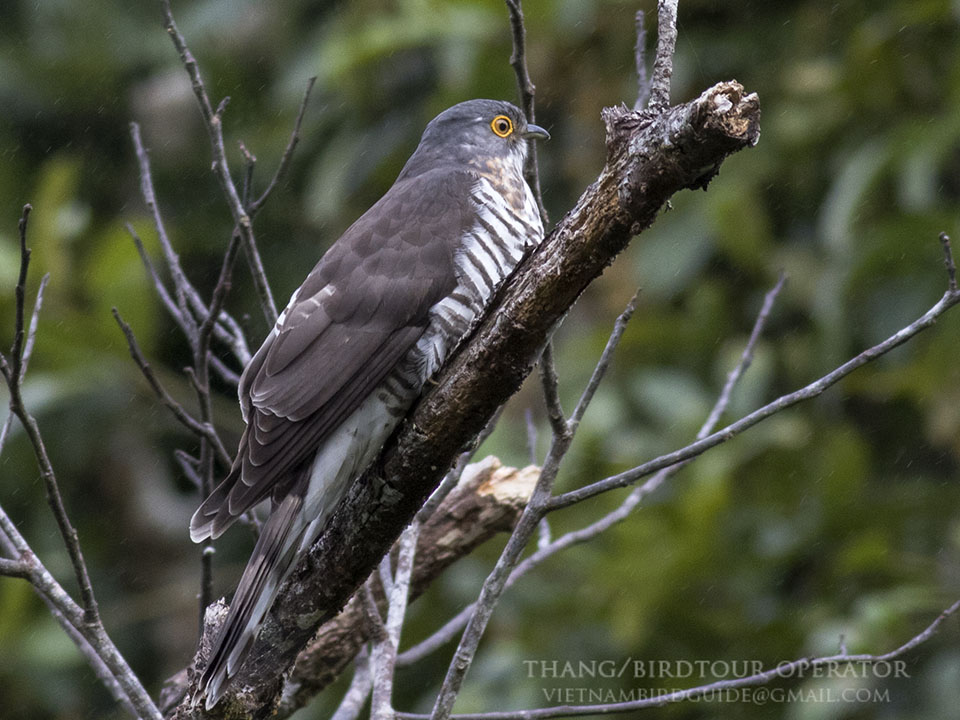 Birds of South East Asia