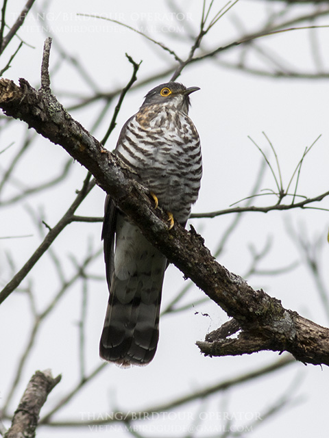 Birds of South East Asia