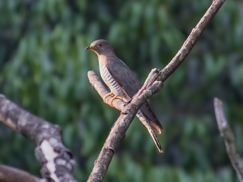 Birds of South East Asia