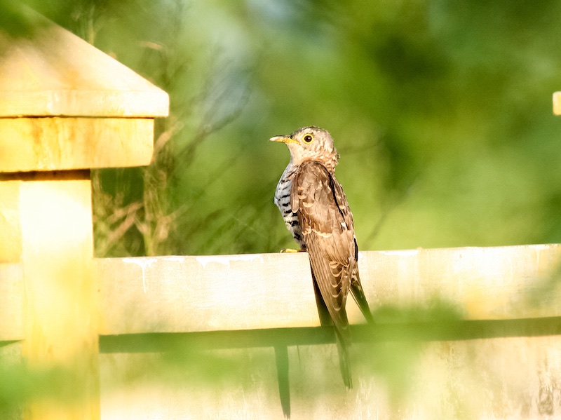 Birds of South East Asia