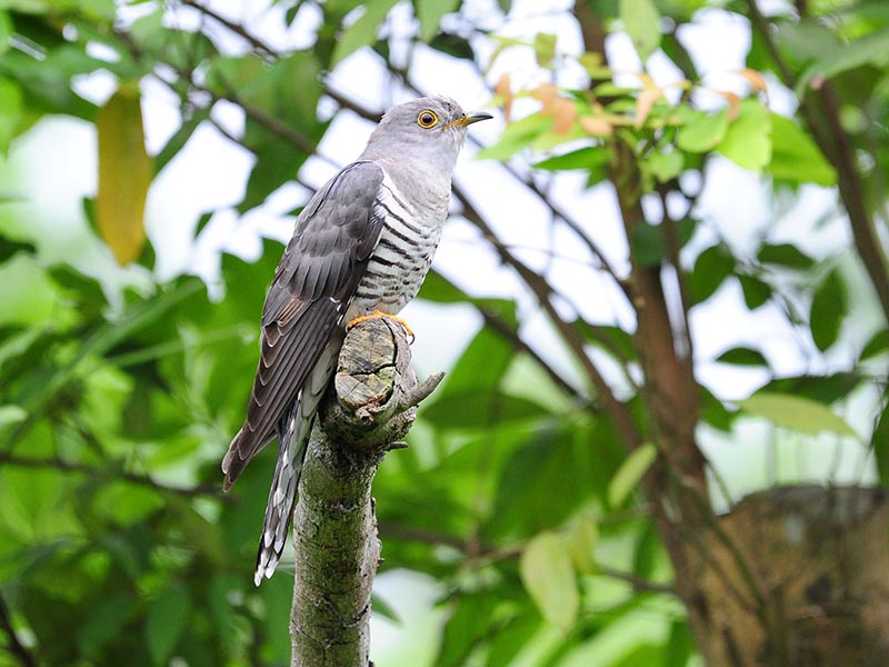 Birds of South East Asia