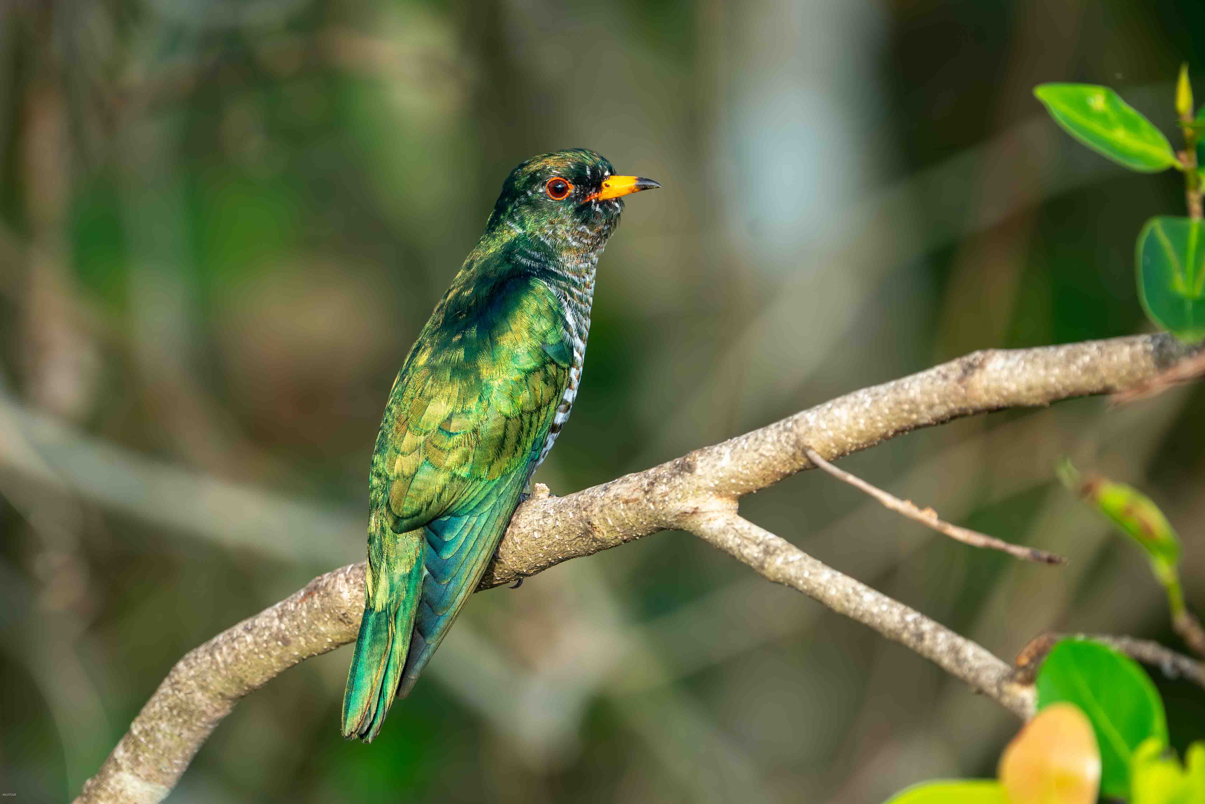 Birds of South East Asia
