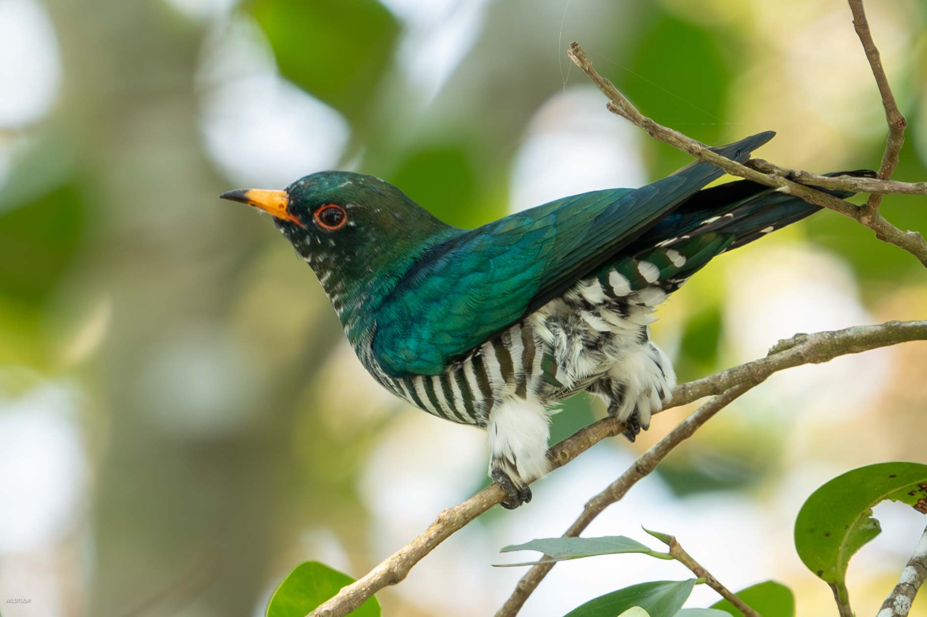 Birds of South East Asia