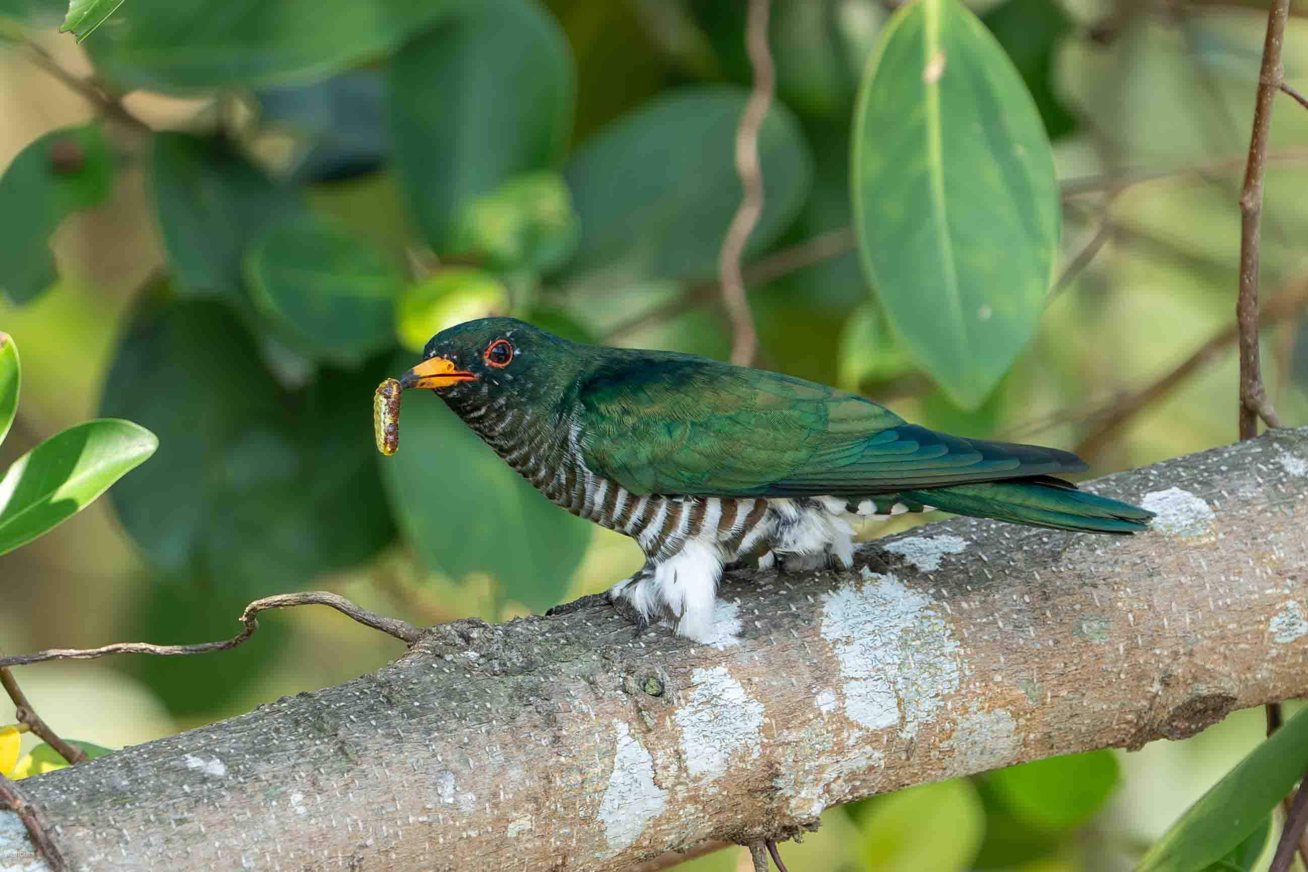 Birds of South East Asia