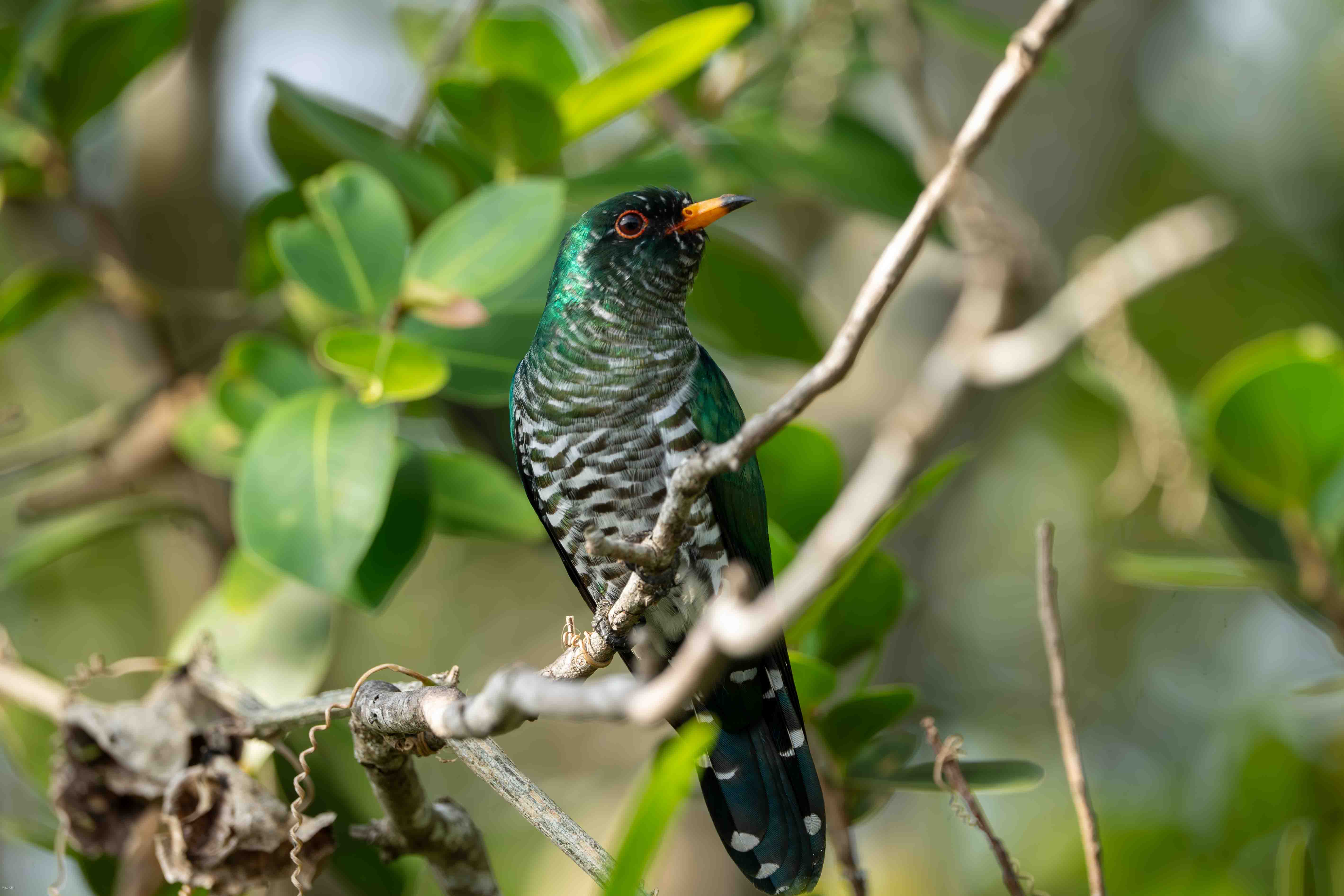 Birds of South East Asia