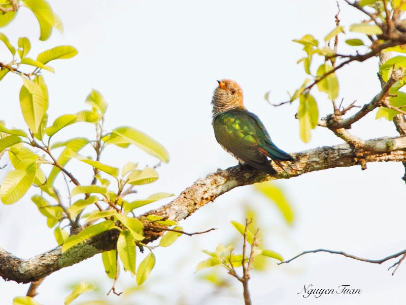 Birds of South East Asia
