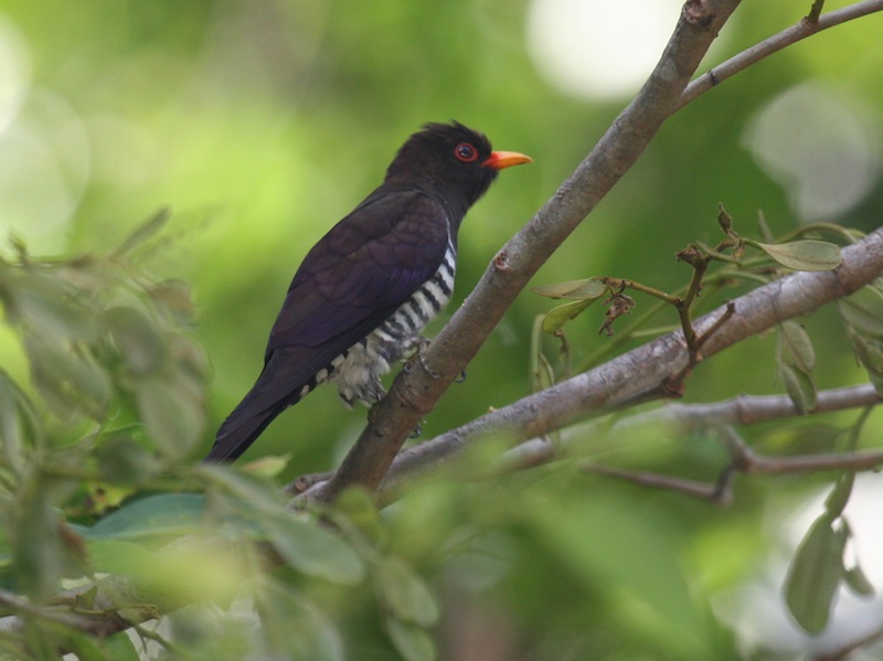 Birds of South East Asia