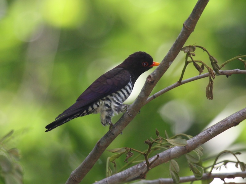 Birds of South East Asia
