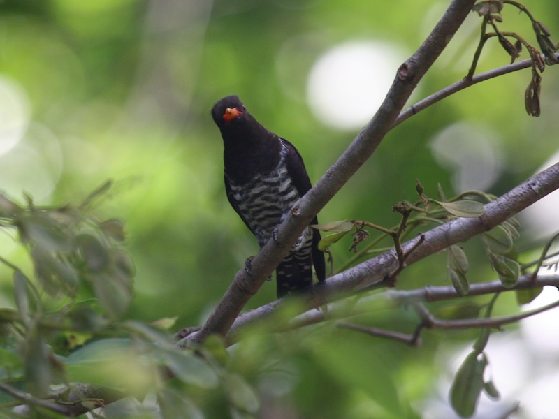 Birds of South East Asia