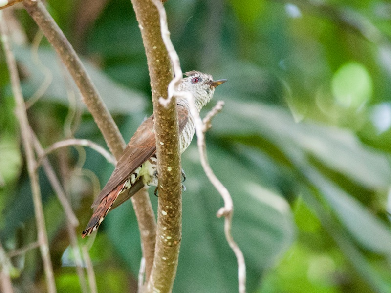 Birds of South East Asia